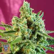 Sweet Seeds S.A.D. Sweet Afgani Delicious CBD